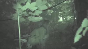 Cuties at Night, Got2Pee, PissRIP