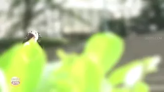 DLSL-590 01 Girls with a strong urge to urinate and toilet door that doesn’t close. What will they do?