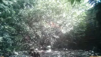 Street Festival Summary 0186