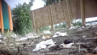 Rock Festival Summary 0381