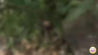 DLSL-494 05 School girls panicky run to restroom for emergency pee!