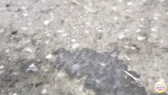 DLSL-078 02 Peeing housewives. Outdoor urination of married womenen